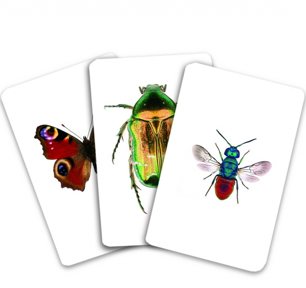 Carti de joc Montessori. Insecte din Romania [2]