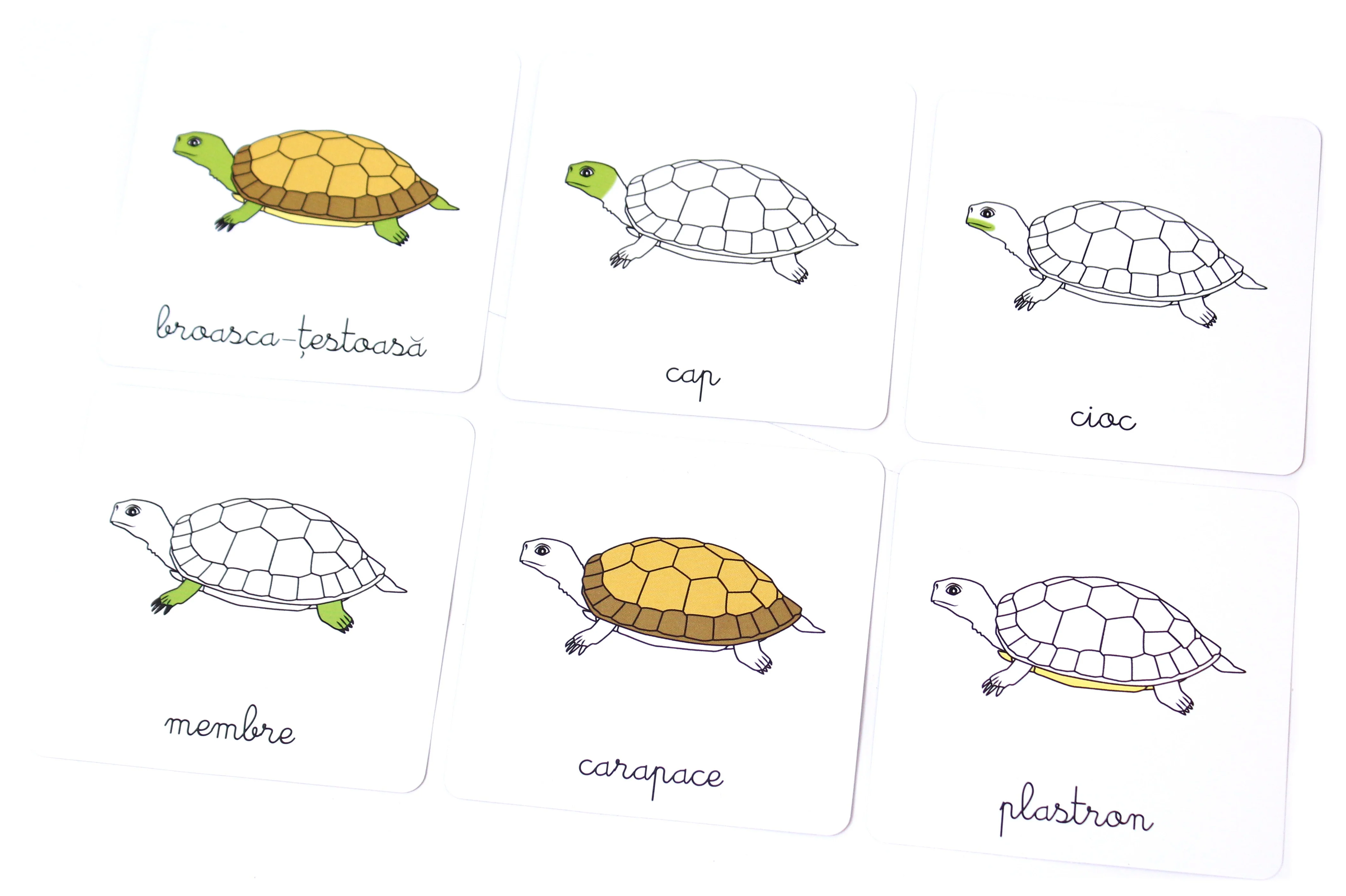Lectii Montessori - Zoologie Vertebrate [2]
