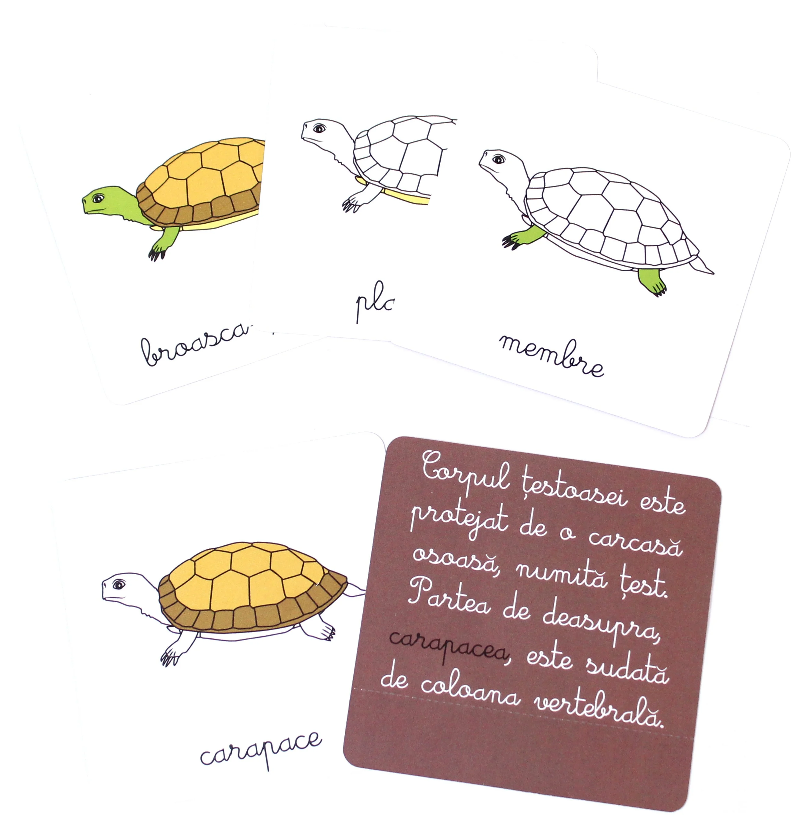 Lectii Montessori - Zoologie Vertebrate [3]