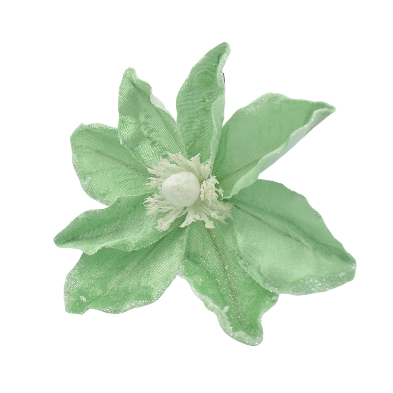 Magnolie catifea verde menta 16 cm [1]