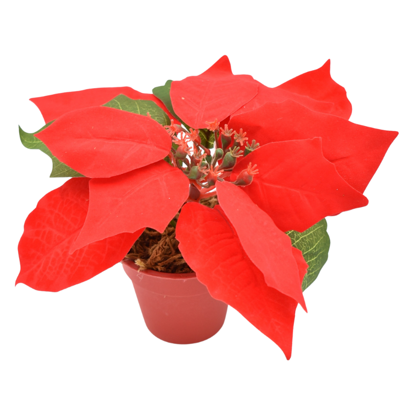 Craciunita in ghiveci 14 cm [1]