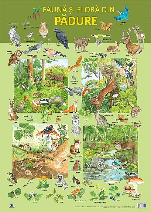 Plansa - Fauna si flora din padure - Nelson Verlag [1]