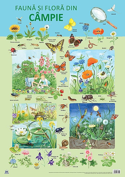 Plansa - Fauna si flora din campie - Nelson Verlag [1]
