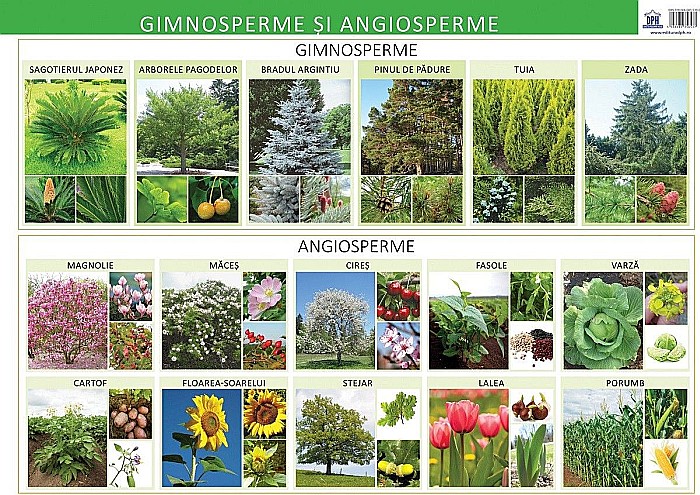 Plansa - Gimnosperme si angiosperme - Florica Alexandrescu [1]