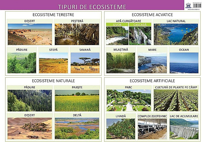 Plansa - Tipuri de ecosisteme - Florica Alexandrescu [1]
