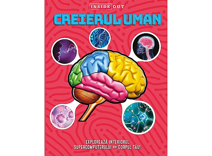 Creierul uman – model 3D [1]