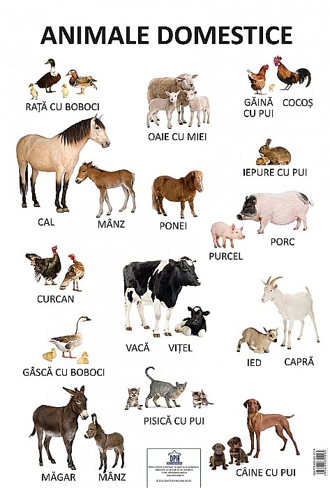 Plansa Animale domestice [1]