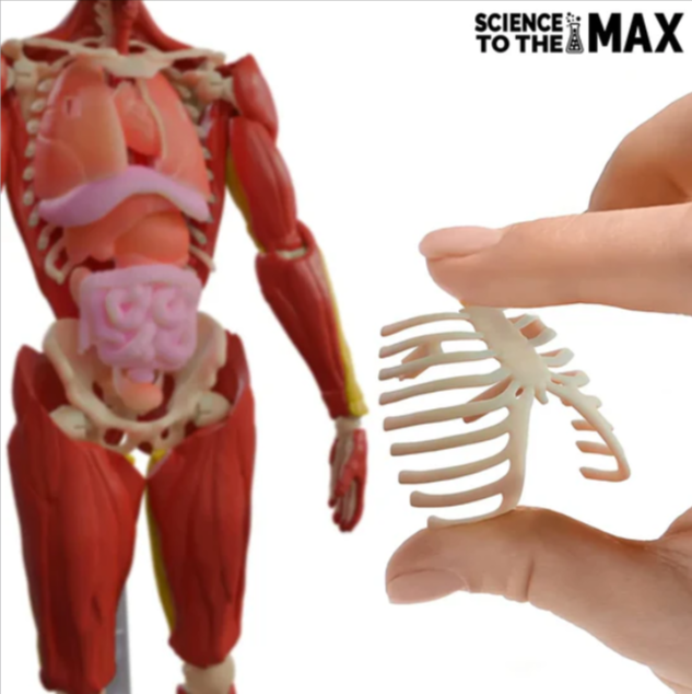 Joc educativ Science To The Max Corp Uman Interactiv 60 de piese [3]
