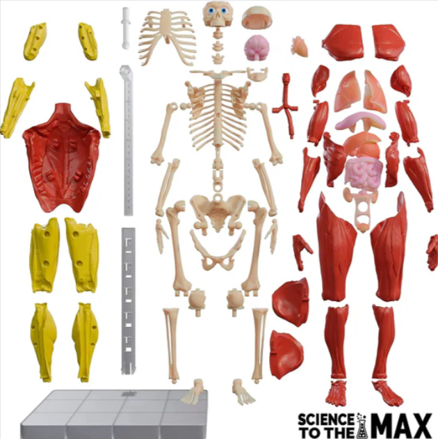Joc educativ Science To The Max Corp Uman Interactiv 60 de piese [4]