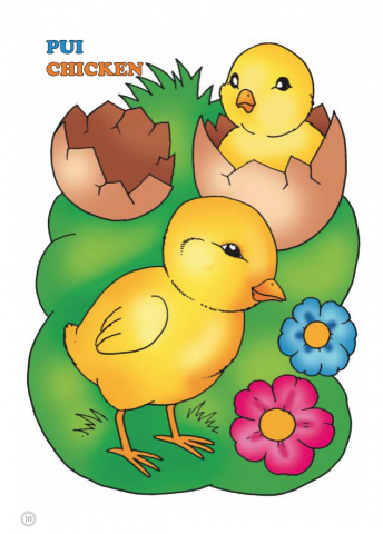 Coloram desene mari pentru cei mici: Animale domestice – Pui [3]