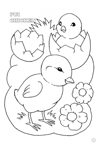 Coloram desene mari pentru cei mici: Animale domestice – Pui [4]