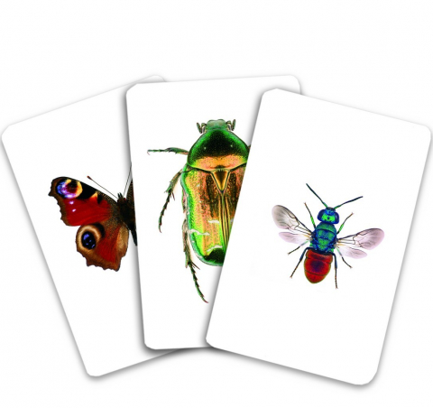 Carti de joc Montessori. Insecte din Romania [1]