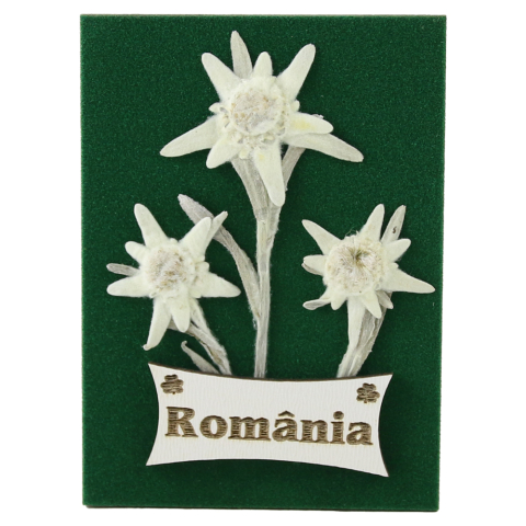 Casă și decorațiuni - Magnet de frigider cu Floare de colt Romania 6.5 x 9 cm