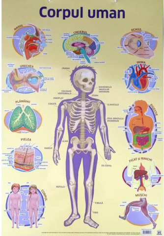 Noutăți Librăria Compas - Plansa educationala. Corpul uman