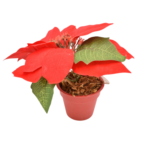 Craciunita in ghiveci 14 cm [1]