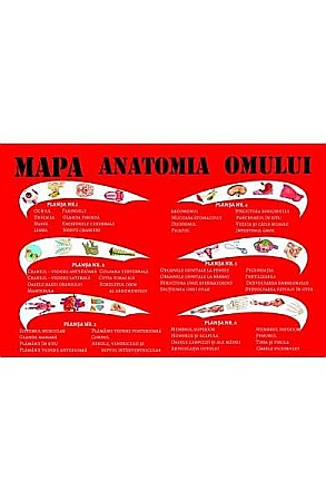 Cărți - Mapa anatomia omului – Mariana Bodea