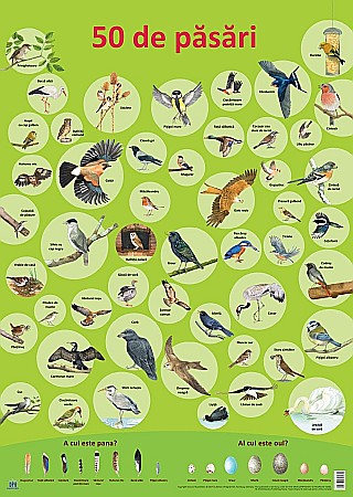 Materiale educaționale - Plansa - 50 de pasari - Nelson Verlag