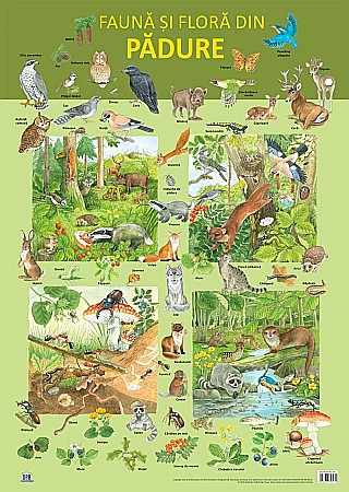 Materiale educaționale - Plansa - Fauna si flora din padure - Nelson Verlag