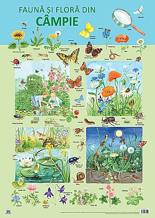 Materiale educaționale - Plansa - Fauna si flora din campie - Nelson Verlag