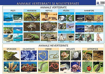 Educație și carte școlară - Plansa - Animale vertebrate si nevertebrate - Florica Alexandrescu
