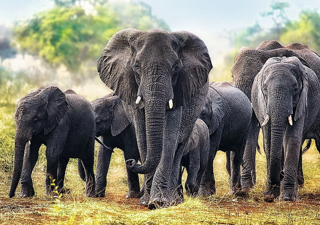 Puzzle 1000 piese Elefanti africani Trefl [1]