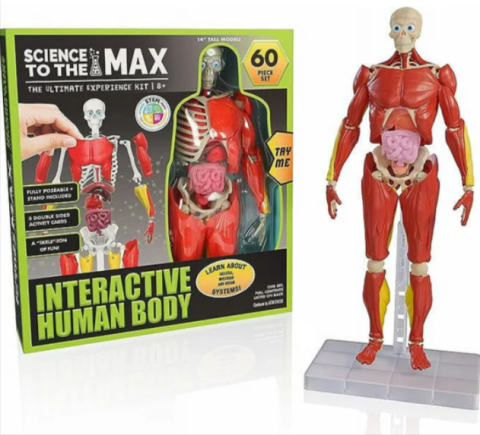 Jocuri educative - Joc educativ Science To The Max Corp Uman Interactiv 60 de piese