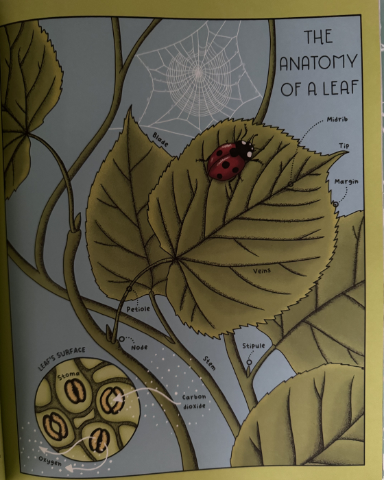 Enciclopedie premium de stiinta Nature Explained de Helen Brown si Claire Scully Libraria Exploratorilor [3]