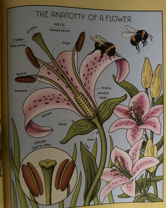 Enciclopedie premium de stiinta Nature Explained de Helen Brown si Claire Scully Libraria Exploratorilor [5]