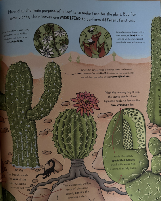 Enciclopedie premium de stiinta Nature Explained de Helen Brown si Claire Scully Libraria Exploratorilor [4]