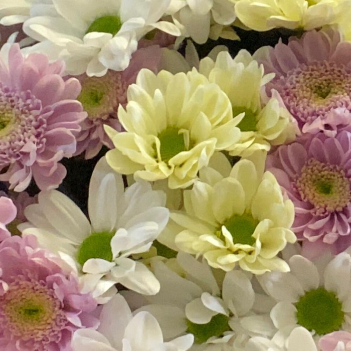 Buchet Alb-Roz din 11 Crizanteme [5]