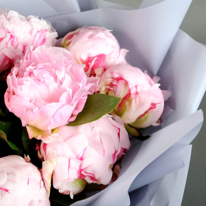 Buchet din 11 Bujori Roz [4]