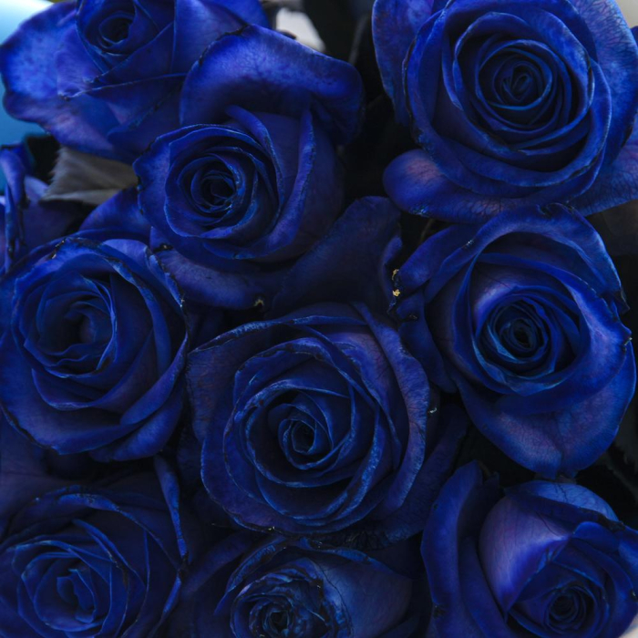 Buchet din 11 Trandafiri Albaștri [4]