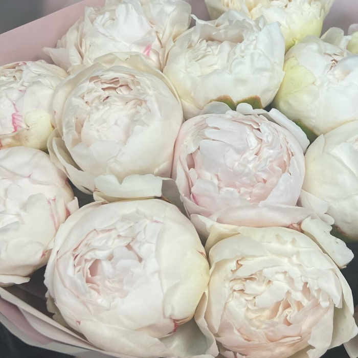 Buchet din 15 Bujori Albi în Ambalaj Roz [5]