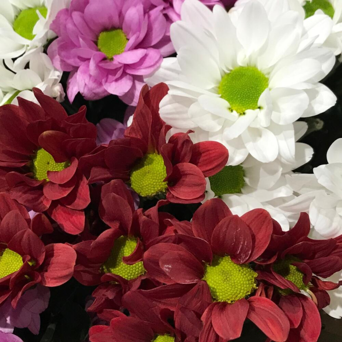 Buchet din 15 Crizanteme Albe, Roșii și Roz [5]