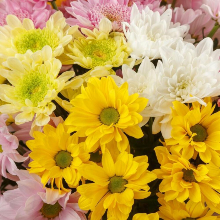 Buchet din 15 Crizanteme Asortate [3]