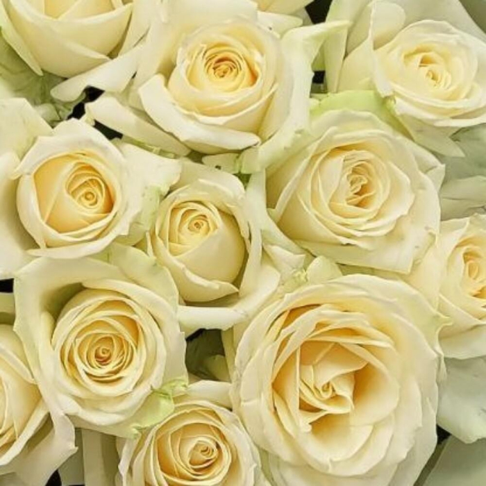 Buchet din 15 Trandafiri Albi [6]