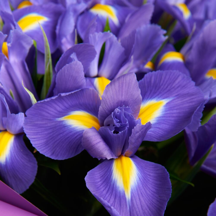 Buchet din 19 Iriși Mov [5]