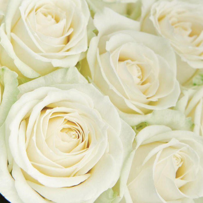 Buchet din 19 Trandafiri Albi [4]