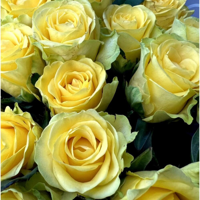 Buchet din 21 Trandafiri Galbeni [6]