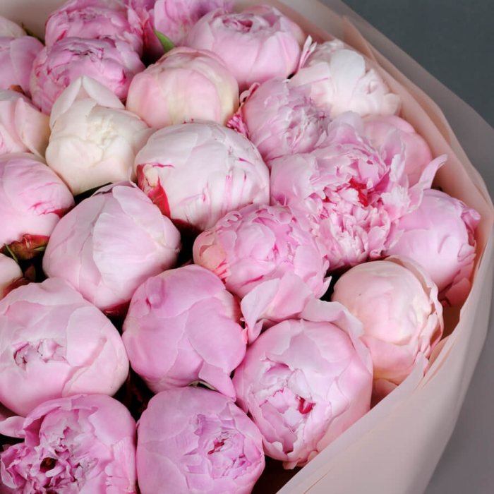 Buchet din 25 Bujori Roz [5]