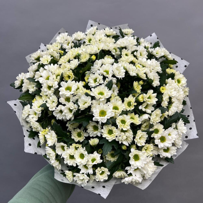 Buchet din 25 Crizanteme Santini Albe [2]