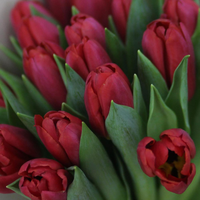 Buchet din 25 de Lalele Roșii [3]