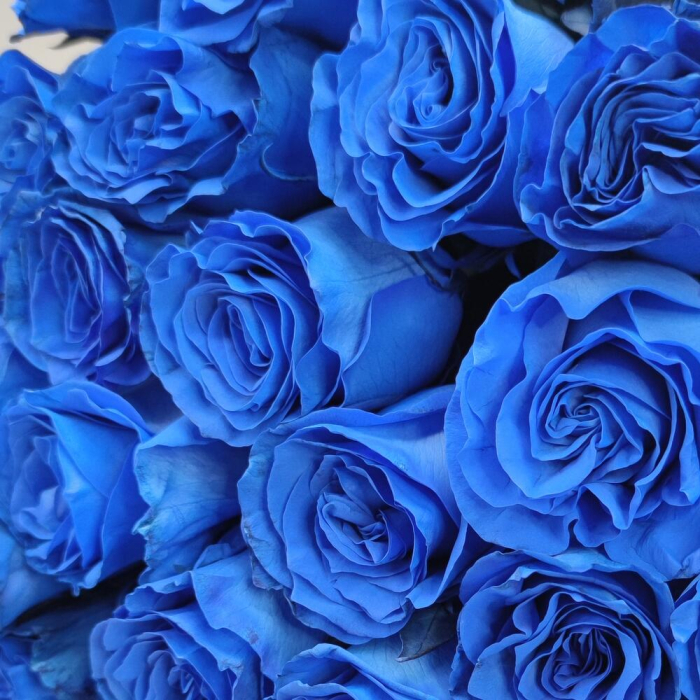 Buchet din 25 Trandafiri Albaștri [6]