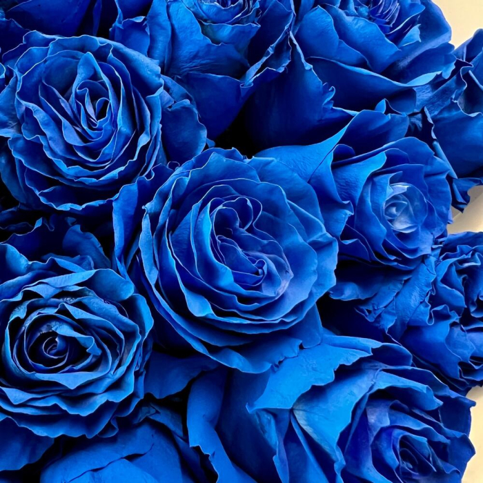 Buchet din 35 Trandafiri Albaștri [5]