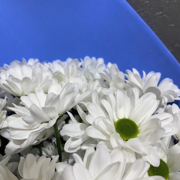 Buchet din 5 Crizanteme Albe [5]