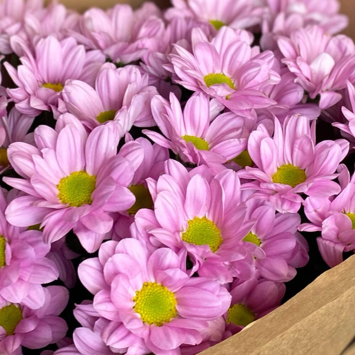 Buchet din 5 Crizanteme Roz [5]