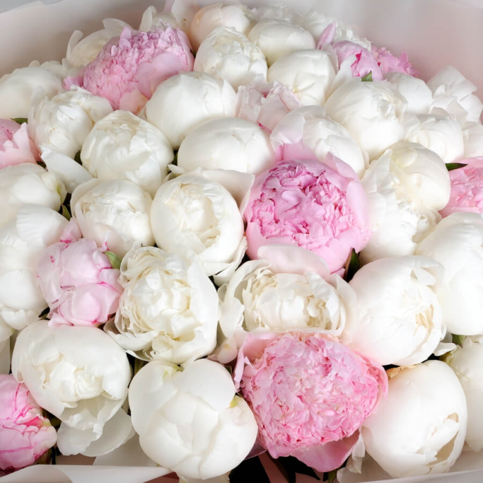 Buchet din 51 Bujori Roz-Alb [3]