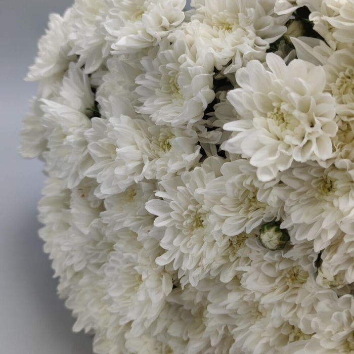 Buchet din 51 Crizanteme Albe [5]