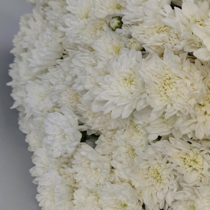 Buchet din 51 Crizanteme Albe [6]