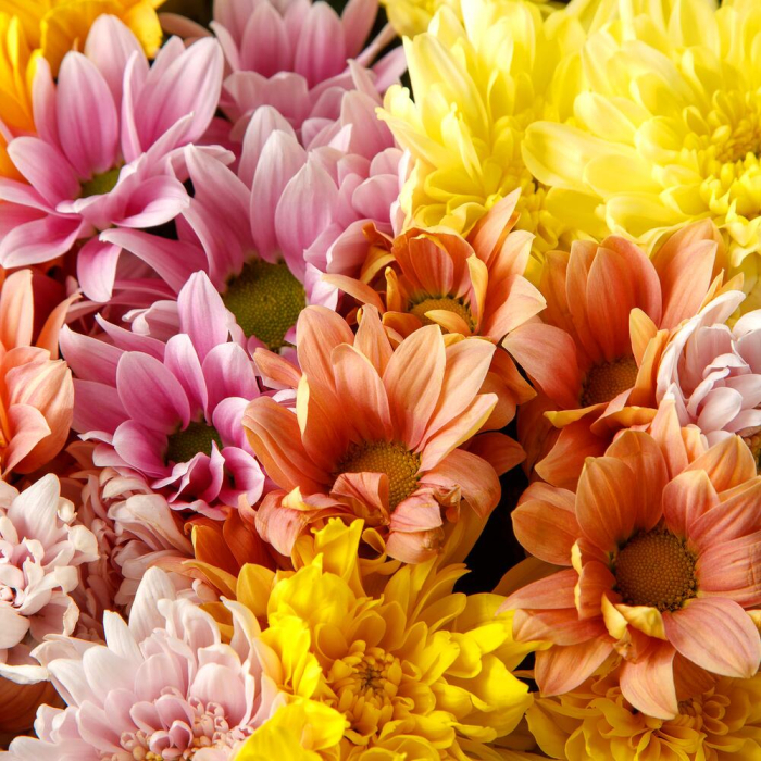 Buchet din 51 Crizanteme Multicolore [3]